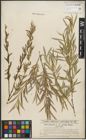 Foto von Salix purpurea L.